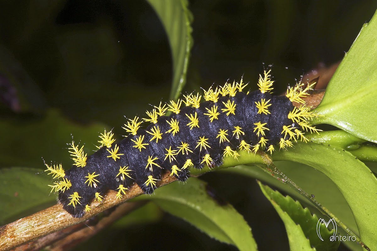 Leucanella caterpillar