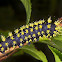 Leucanella caterpillar