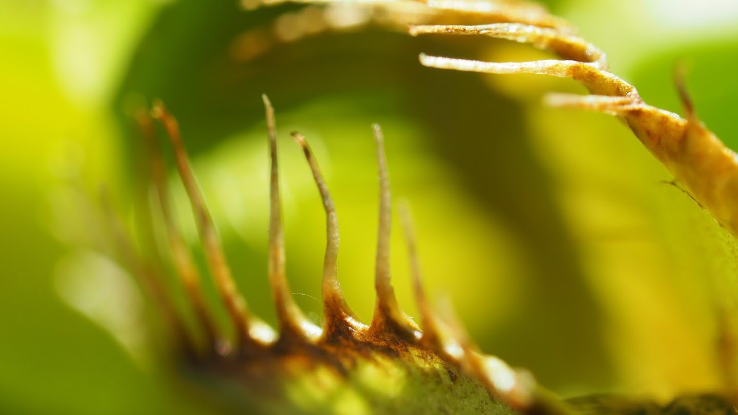 Plants Behaving Badly