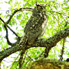 Great Horned Owl