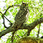 Great Horned Owl