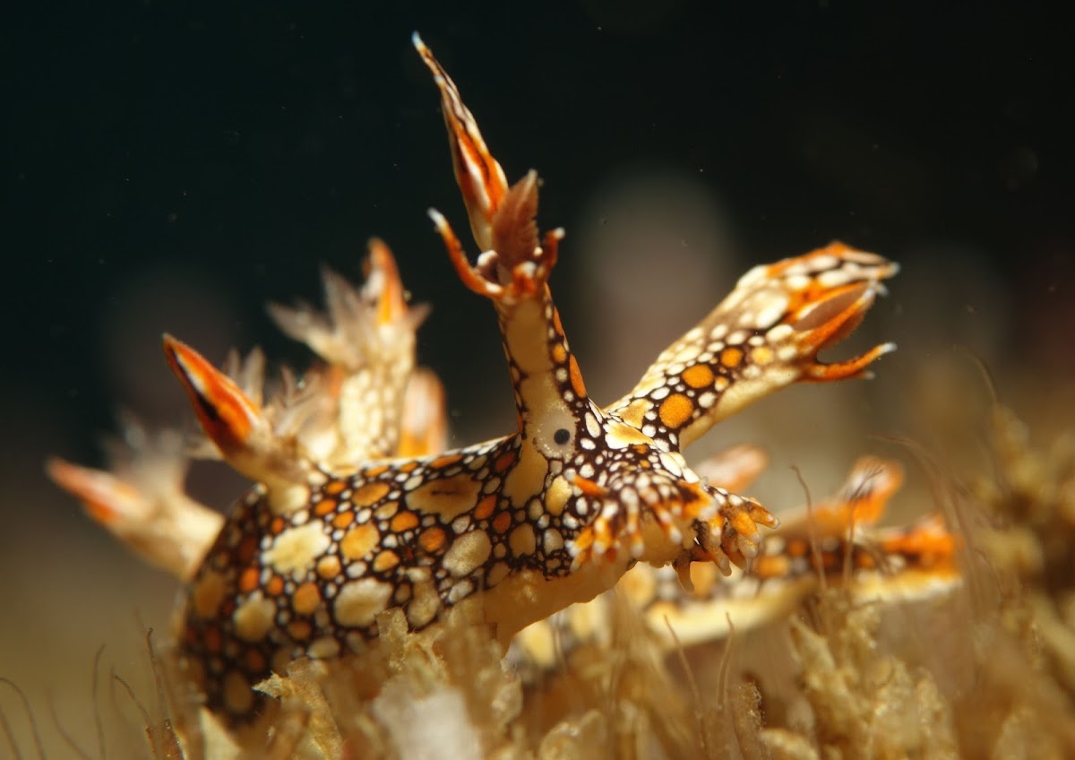 Dragon Nudibranch