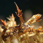 Dragon Nudibranch