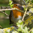 Robin