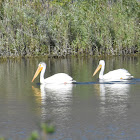 American White Pelican