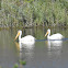 American White Pelican