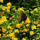 Black Swallowtail