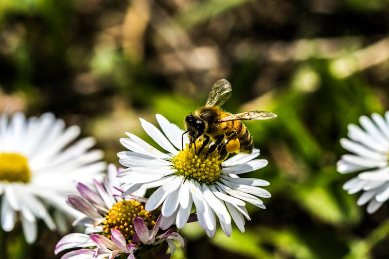 L'impollinazione. di giuannpinto