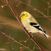 American goldfinch