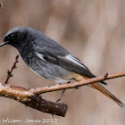 Black Redstart; Colirrojo Tizón