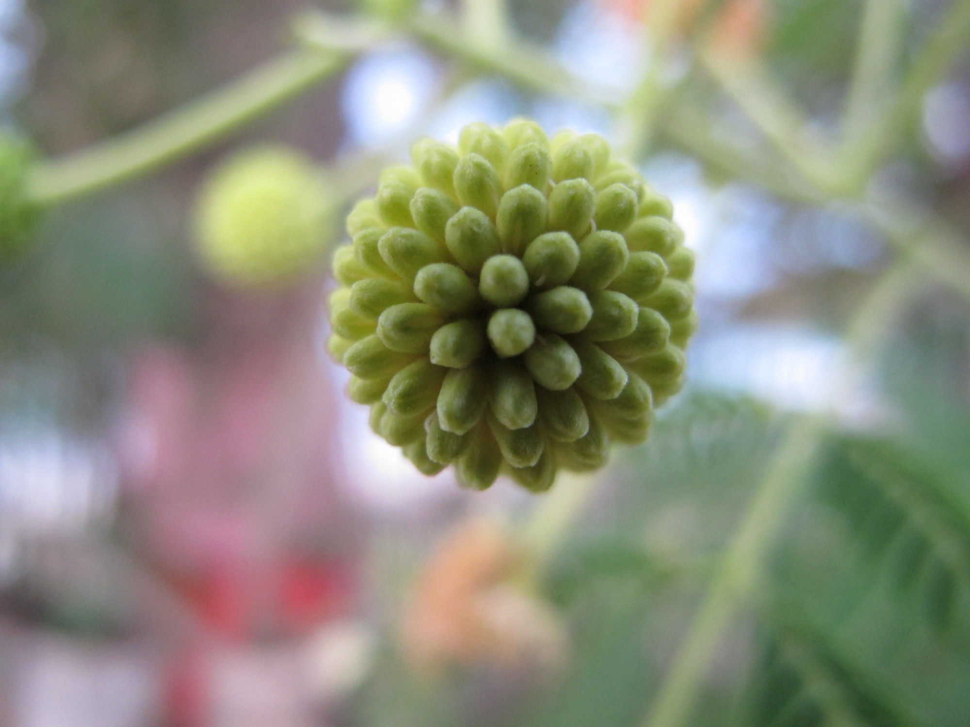 Strano fiore di nadiamasetto