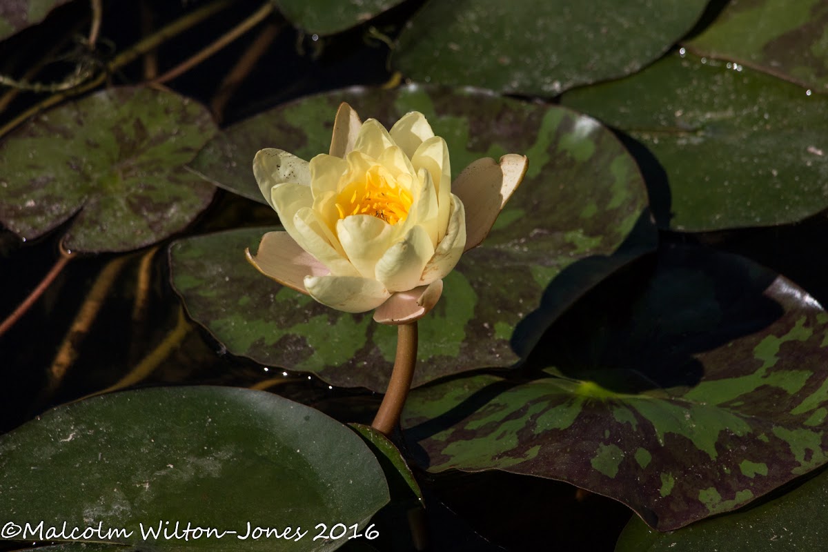 Yellow Water Lily