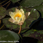 Yellow Water Lily