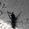 Steel - blue cricket hunter