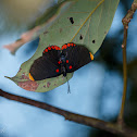 Red-bordered Pixie