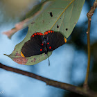 Red-bordered Pixie