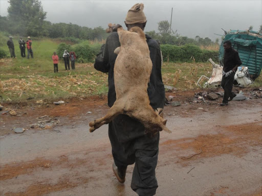 A file photo of a man walking away with the carcass of a sheep he collected from the scene of an accident on Karatina- Sagana highway. /WAMBUGU KANYI