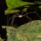 Harvestmen