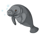 Manatee Wallpapers HD Custom Manatees New Tab