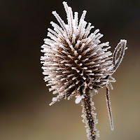 Cardo brinato di 