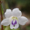 Chinese violet