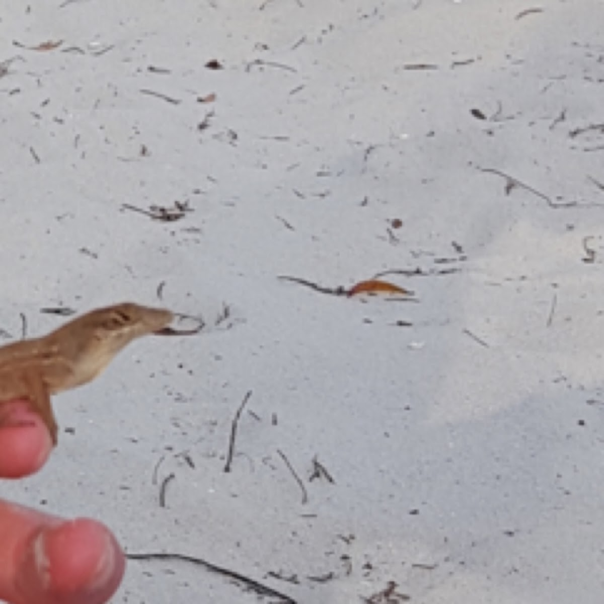 Brown Anole