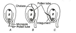 Pollen-Pistil Interaction