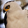 Black-and-white hawk-eagle