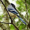 Blue jay