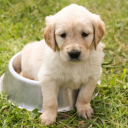 White fur puppy