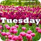 Tuesday Download on Windows