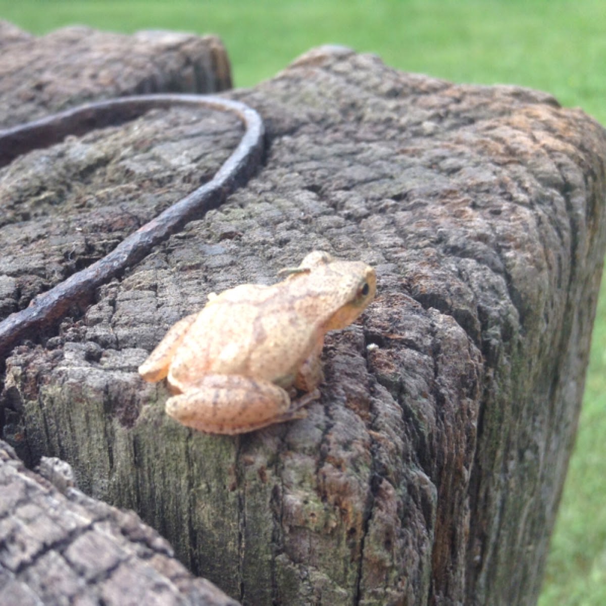 Spring Peeper