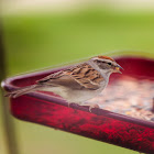 Chipping Sparrow