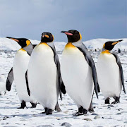 HD Penguin Wallpapers 5.6 Icon