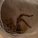 Funnel Web Spider