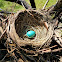 American Robin (Egg And Nest)