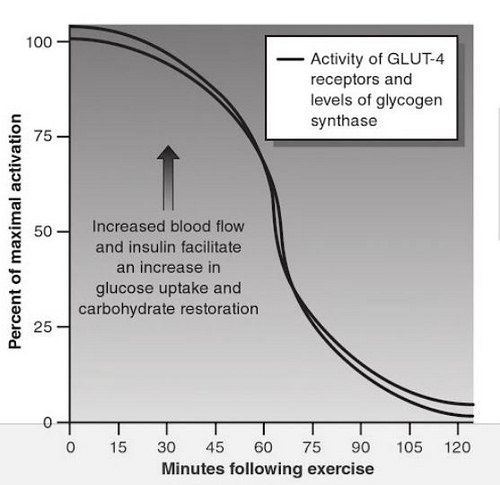 運動後GLUT4活性變化