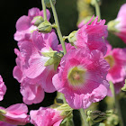 Hollyhock (Various Colors)