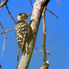 Lesser Spotted Woodpecker