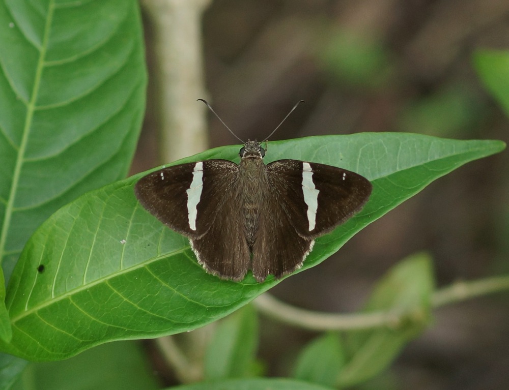 Sharp Banded Skipper