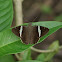 Sharp Banded Skipper