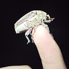 Scarab Beetle