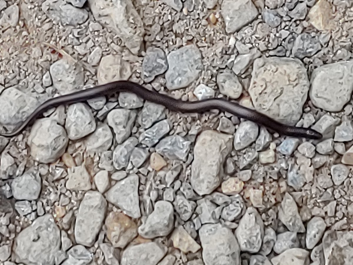 Eastern Worm Snake