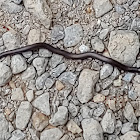 Eastern Worm Snake