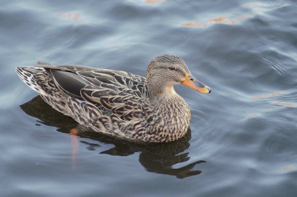 Mallard