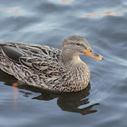 Mallard