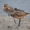 Marbled Godwit