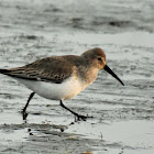 Dunlin