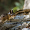 Yellow Pine Chipmunk