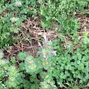 Henbit Dead-nettle